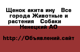 Щенок акита ину - Все города Животные и растения » Собаки   . Ненецкий АО